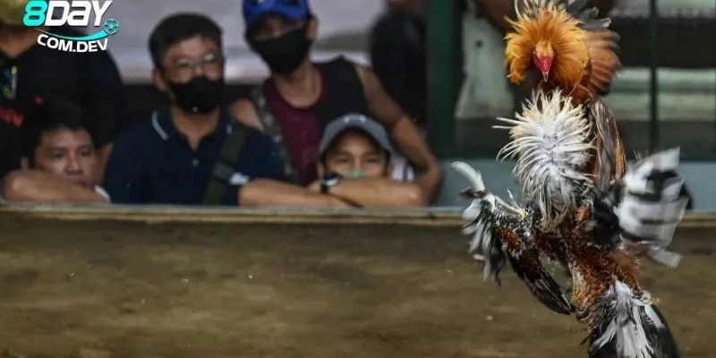 Đá Gà Cúp C1 – Những Chiến Thuật Đỉnh Cao Dành Cho Người Chơi 3 Nắm vững những chiến thuật giúp bạn dễ dàng chiến thắng