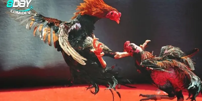 Đá Gà Online – Cách Chơi Và Những Kinh Nghiệm Hữu Ích 4 Điểm đặc biệt giúp thu hút lượng lớn người chơi