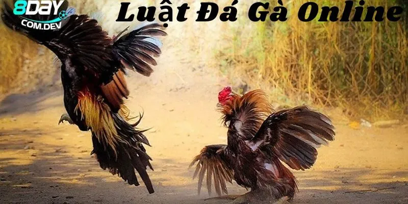Luật Đá Gà Online Chuẩn – Cách Xem Kèo & Đặt Cược Hiệu Quả 4 Các kèo đấu hấp dẫn và nhiều phần thưởng đặc biệt