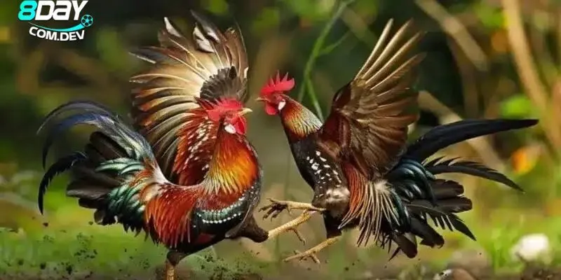 Luật Đá Gà Online Chuẩn – Cách Xem Kèo & Đặt Cược Hiệu Quả 5 Bí quyết thắng lớn từ các chuyên gia hàng đầu