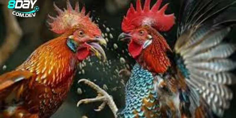 Luật Đá Gà Online Chuẩn – Cách Xem Kèo & Đặt Cược Hiệu Quả 3 Nắm rõ các luật chơi nhanh chóng và hiệu quả